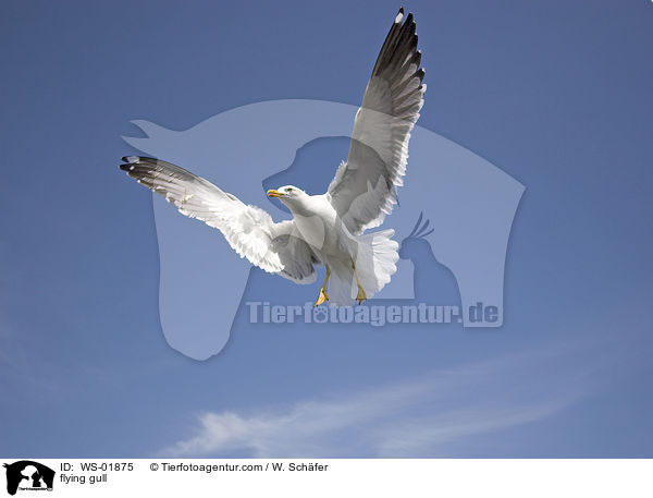 fliegende Mwe / flying gull / WS-01875