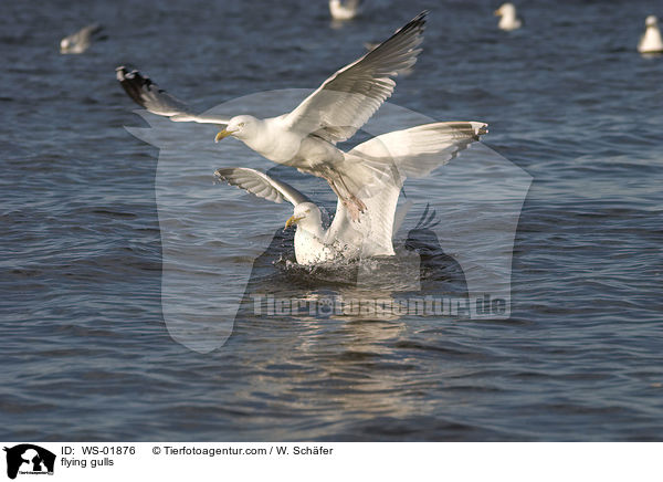 fliegende Mwen / flying gulls / WS-01876