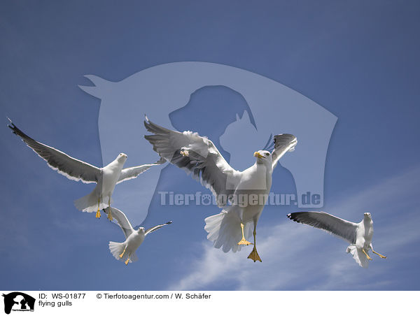 fliegende Mwen / flying gulls / WS-01877
