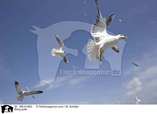 fliegende Mwen / flying gulls / WS-01880