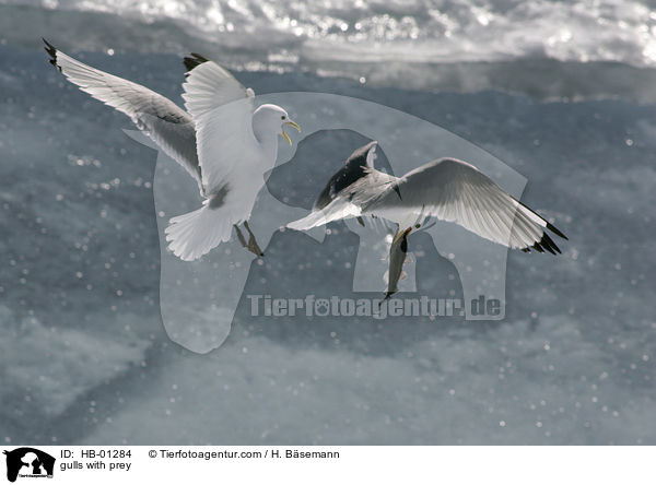 Mwen mit Beute / gulls with prey / HB-01284