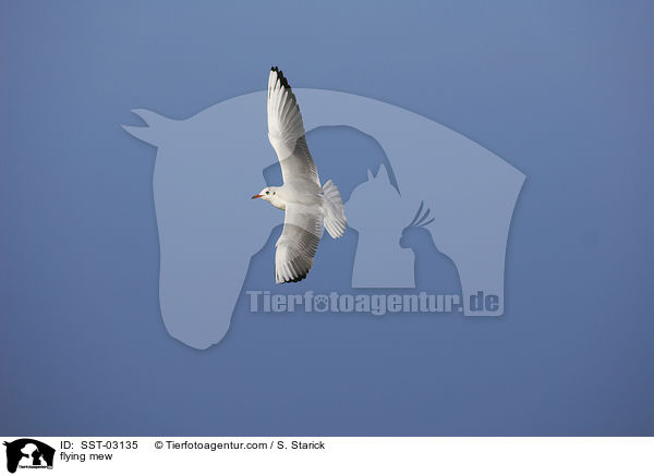 flying mew / SST-03135