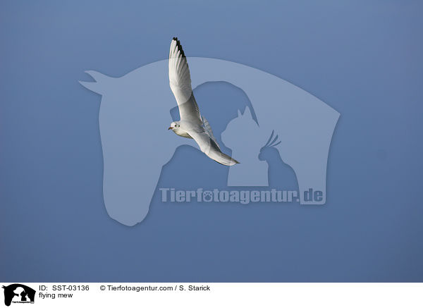 fliegende Mwe / flying mew / SST-03136