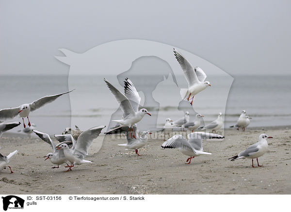 Mwen / gulls / SST-03156