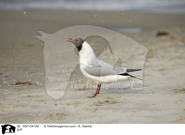 Mwe / gull / SST-04126