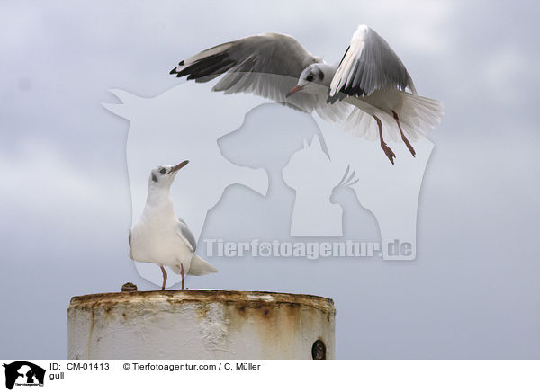 gull / CM-01413