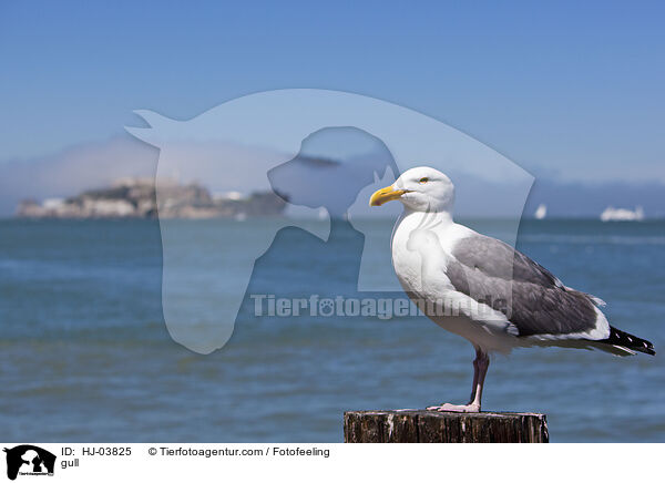 Mwe / gull / HJ-03825