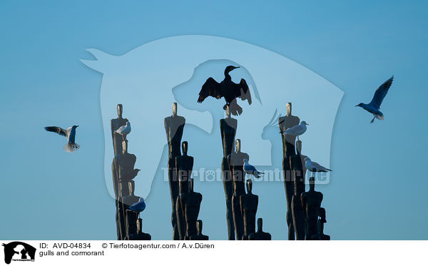 gulls and cormorant / AVD-04834
