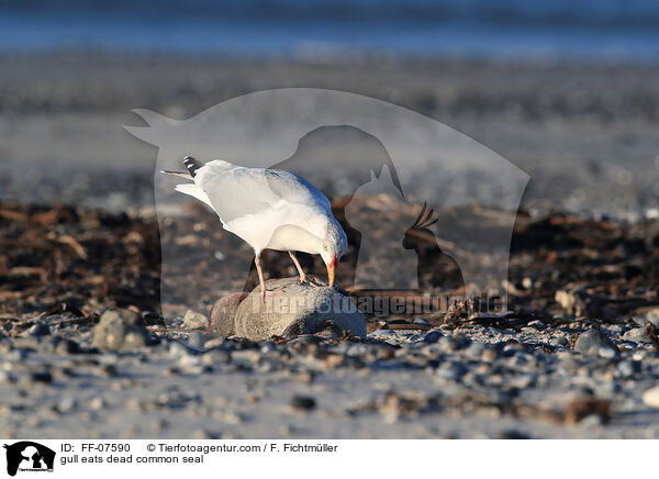 gull eats dead common seal / FF-07590