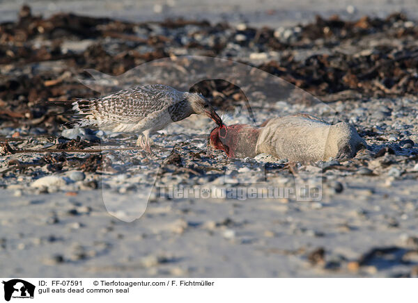 gull eats dead common seal / FF-07591