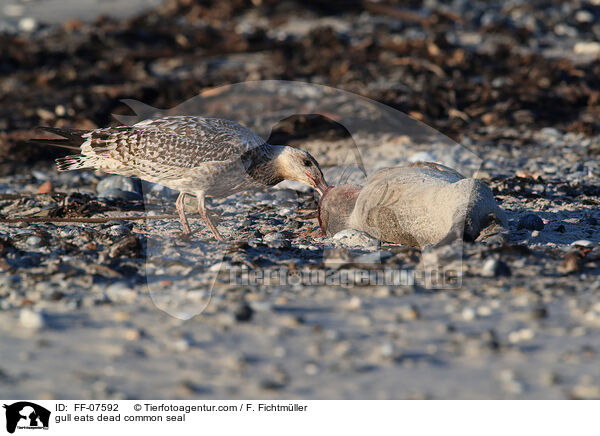 Mwe frisst toten Seehund / gull eats dead common seal / FF-07592