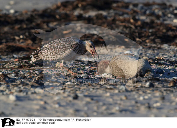gull eats dead common seal / FF-07593
