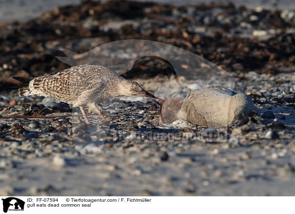 gull eats dead common seal / FF-07594