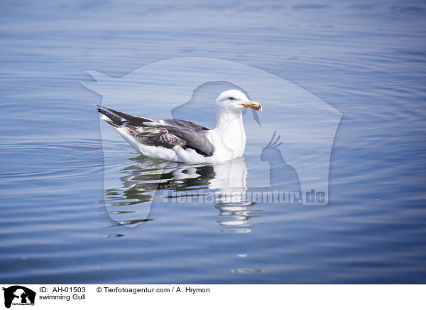schwimmende Mwe / swimming Gull / AH-01503