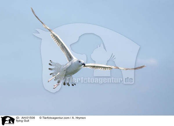 fliegende Mwe / flying Gull / AH-01506