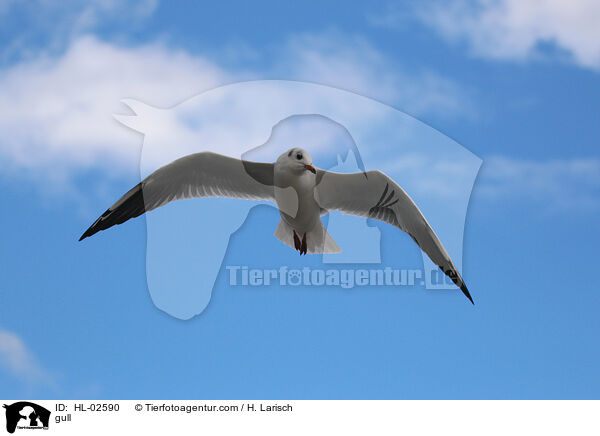 gull / HL-02590