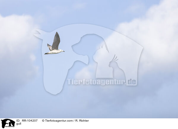 Mwe / gull / RR-104207