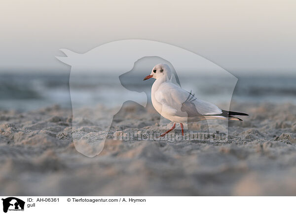 Mwe / gull / AH-06361