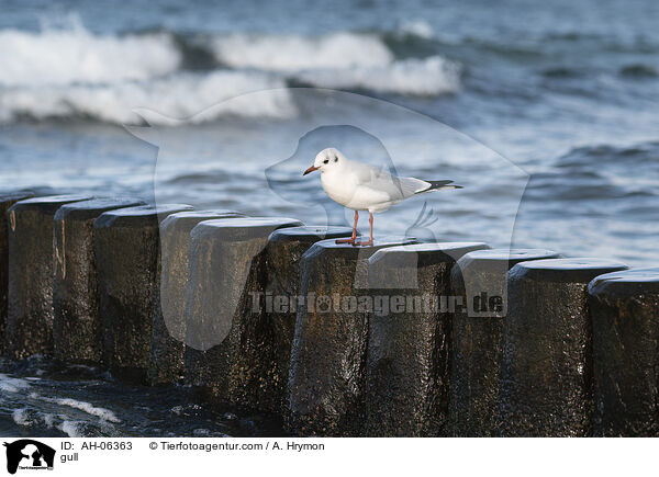 gull / AH-06363