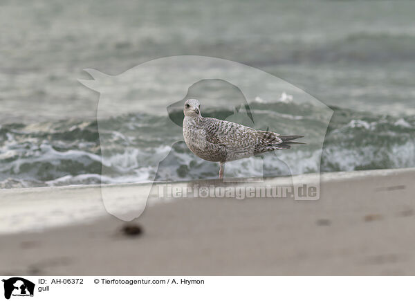 gull / AH-06372