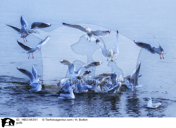 gulls / HBO-06351