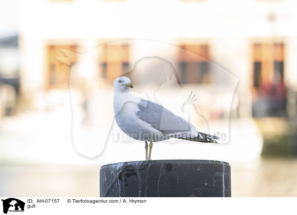 Mwe / gull / AH-07157