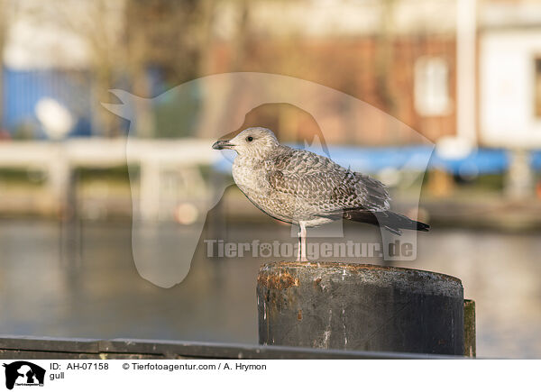 Mwe / gull / AH-07158