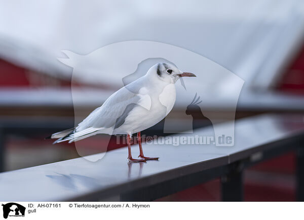 Mwe / gull / AH-07161