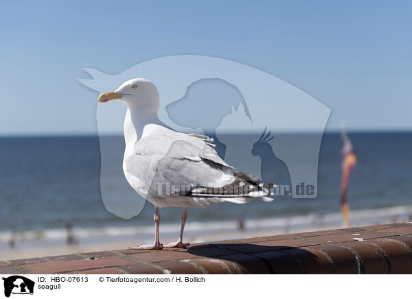 M�we / seagull / HBO-07613