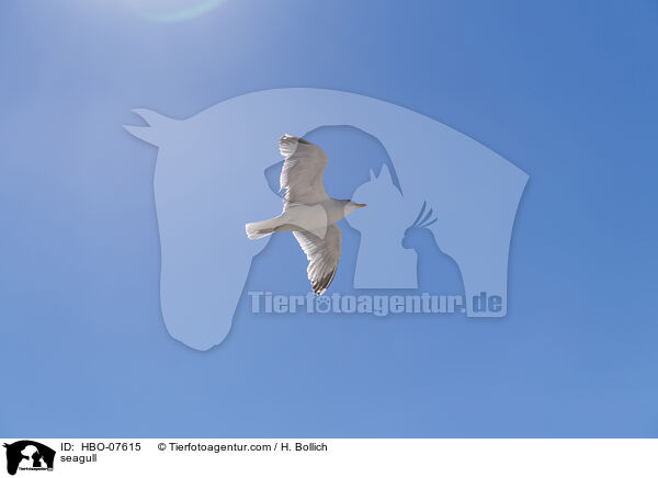 M�we / seagull / HBO-07615