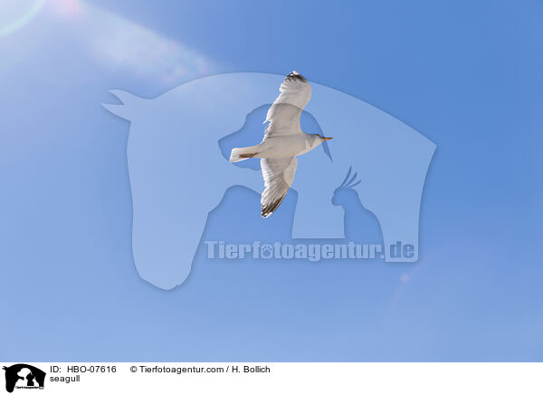 M�we / seagull / HBO-07616