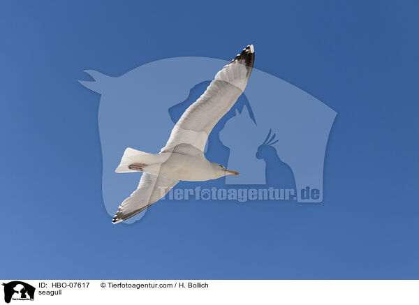 Mwe / seagull / HBO-07617