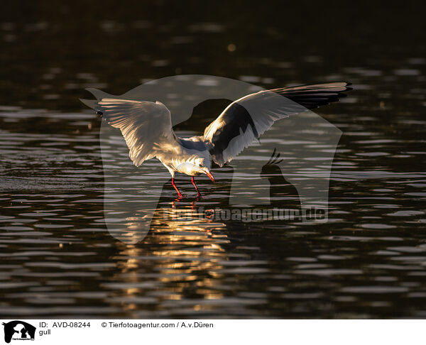 M�we / gull / AVD-08244