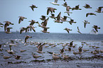 gulls