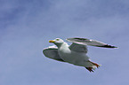 flying gull