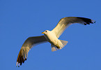 flying gull