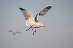 flying gull