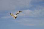 flying gull