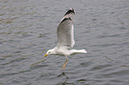 flying gull