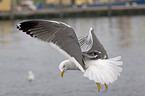 flying gull