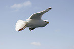 flying gull