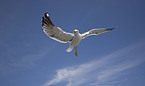 flying gull