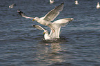 flying gulls