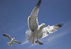 flying gulls