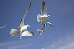 flying gulls