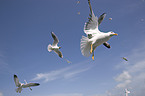 flying gulls