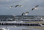 gulls