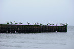 gulls