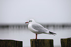 gull