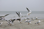 gulls